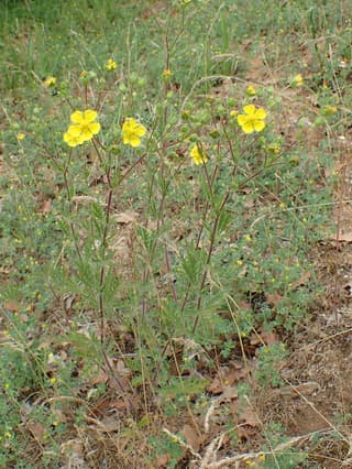 Potentila