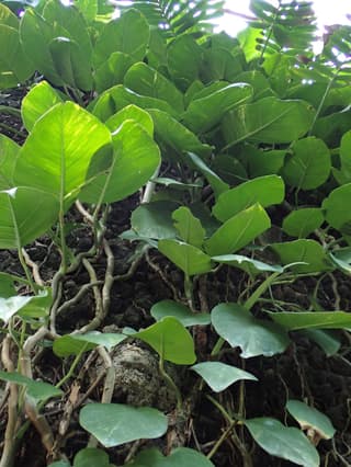 Jiboia