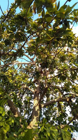 Mamey Sapote