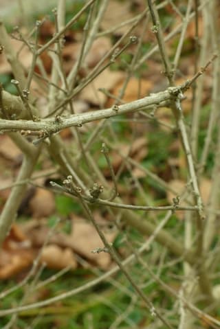 Premna