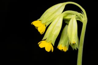 Primrose