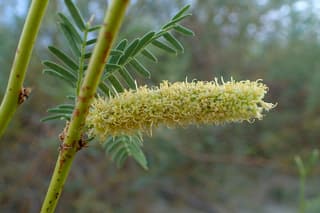 Mesquite-doce