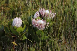 Protea Rey