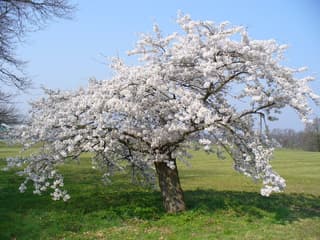 Pruno / Ameixa (gênero)