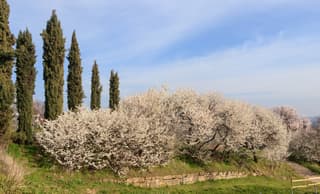 Almendro