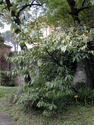 Cherry laurel