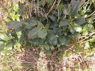 Cherry laurel