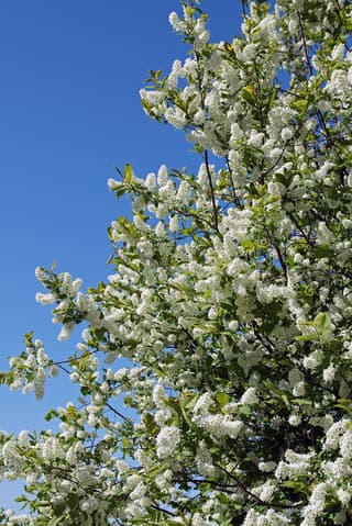Bird Cherry