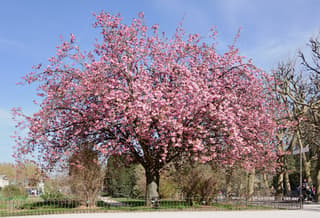 Japanese Cherry Blossom