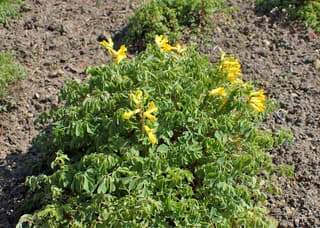 Corydalis amarilla