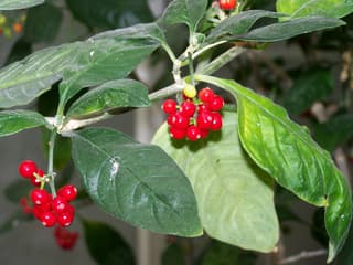 Wild Coffee