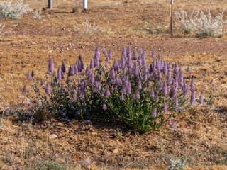 Ptilotus