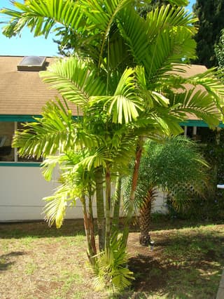 Palmeira-macarthur