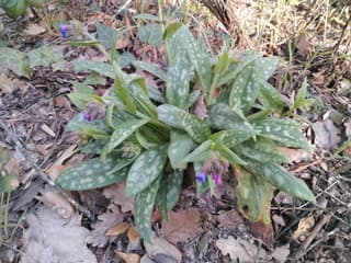 Pulmonária-de-folhas-longas