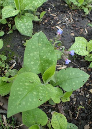 Bethlehem Sage