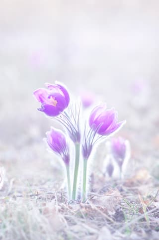 eastern pasqueflower