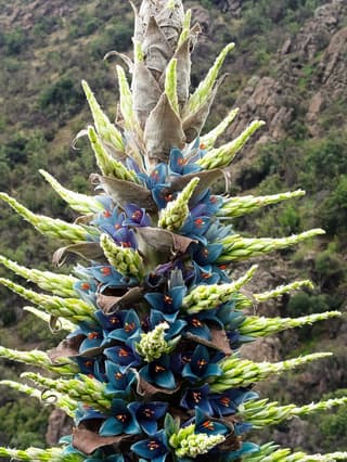 Puya