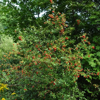 Scarlet Firethorn