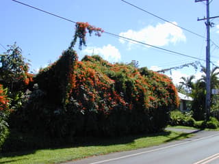 Golden Shower Vine
