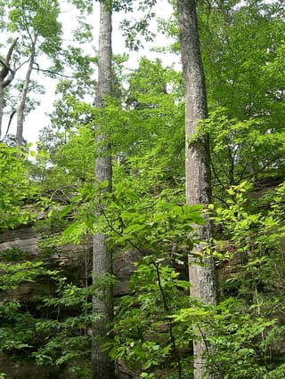 Scarlet Oak