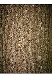 Southern red oak