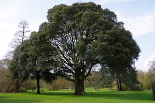 Azinheira