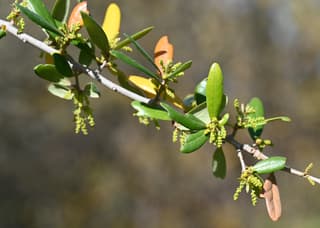 Southern Live Oak