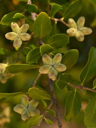 Soapbark tree