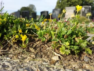 Hairy Buttercup