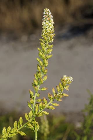 Reseda-branca
