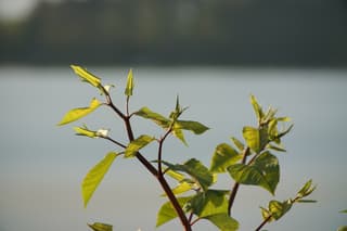 Knotweed