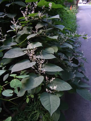 Bohemian knotweed