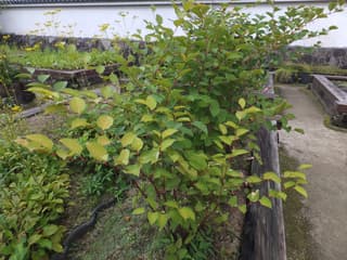 Japanese Knotweed