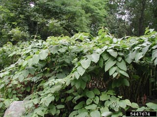 Giant Knotweed
