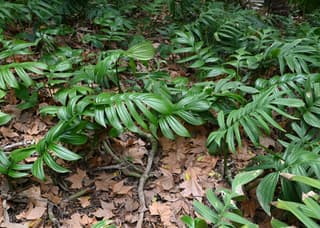 Rhaphidophora decursiva