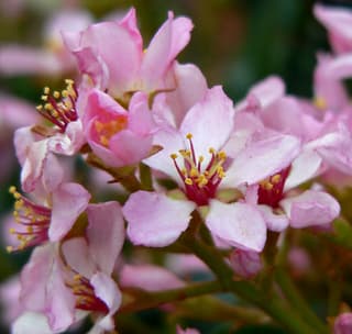 Indian Hawthorn