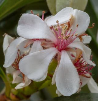 Rafiolepis