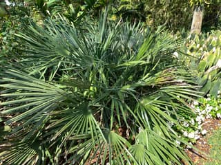 Palmera de agujas