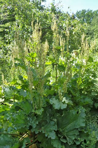 garden rhubarb