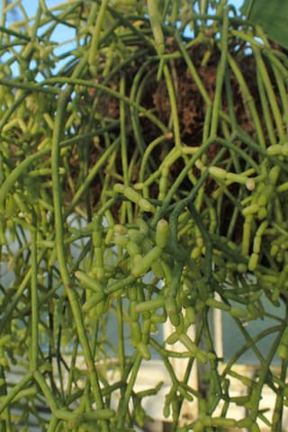 Cacto-de-coral