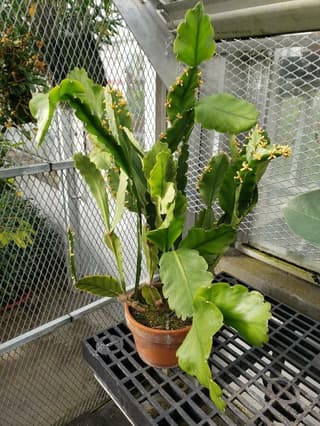 Lehtiripsalis