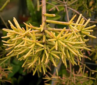 Mistletoe Cactus