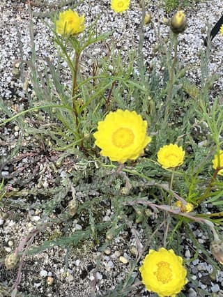 Everlasting Daisy