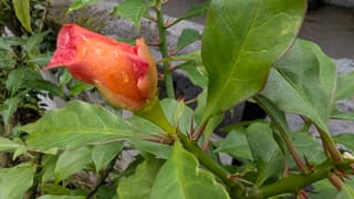 Rose Cactus