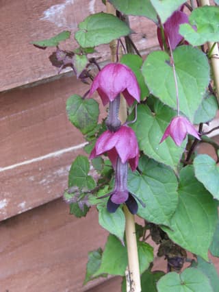 Purple Bells