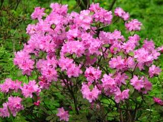 Rhododendron