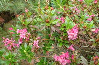 Rododendro-alpino