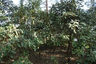 Rhododendron hybride