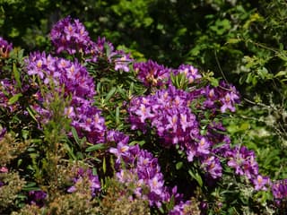 Rododendro-do-Ponto