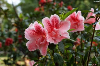 Azalea